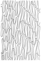 Fallaciella robusta. Mid laminal cells. Drawn from holotype, A.J. Fife 8137, CHR 438186.
 Image: R.C. Wagstaff © 2003 British Bryological Society. Reprinted by permission of Informa UK Limited, trading Taylor & Francis Group, https://www.tandfonline.com on behalf of British Bryological Society. Reprinted by permission of Informa UK Limited, trading Taylor & Francis Group, https://www.tandfonline.com on behalf of British Bryological Society.